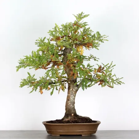Bonsai Pedunculate Oak (Quercus Robur) CHR-1-6