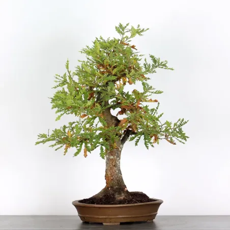 image supplémentaire - OAK "QUERCUS CERRIS" 1-6