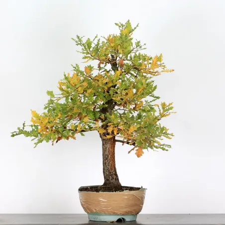 image supplémentaire - CHÊNE "QUERCUS CERRIS" 2-2