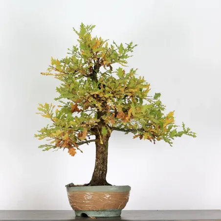 Bonsaï chêne pédonculé (Quercus Robur) CHR-2-2