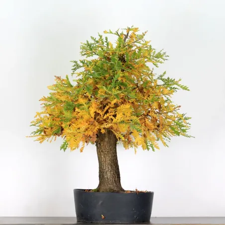 Bonsai pedunculate oak (Quercus Robur) 35 years old CHR-2-3