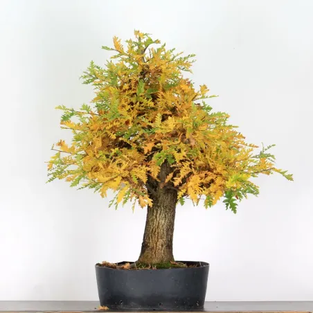 image supplémentaire - CHÊNE "QUERCUS CERRIS" 2-3