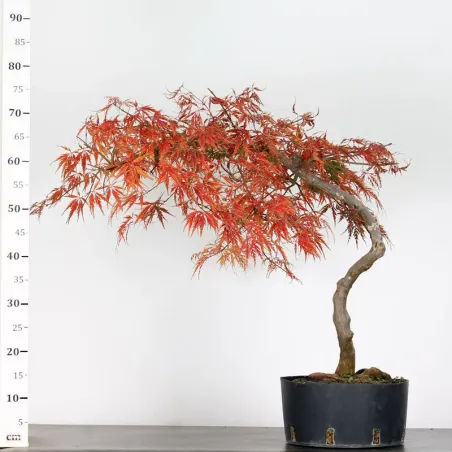 image supplémentaire - ACER DISSECTUM "RED GARNET"...