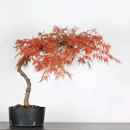 ACER DISSECTUM "RED GARNET" 1-1