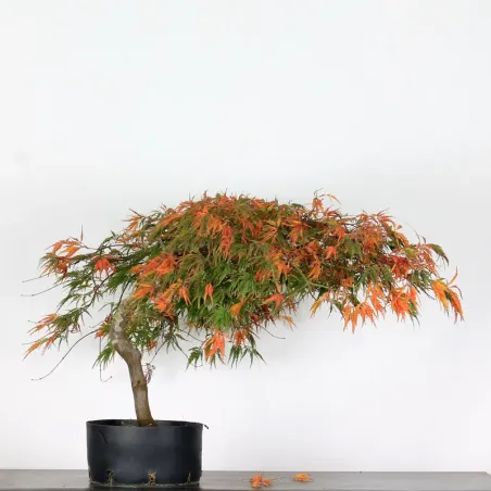 ACER DISSECTUM "RED GARNET" 1-3