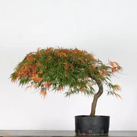 image supplémentaire - ACER DISSECTUM "RED GARNET"...