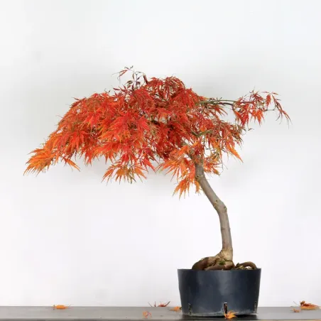ACER DISSECTUM "RED GARNET" 1-5