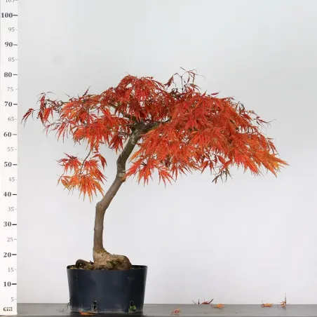 image supplémentaire - ACER DISSECTUM "RED GARNET"...
