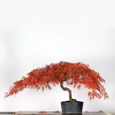 ACER DISSECTUM "RED GARNET" 1-7