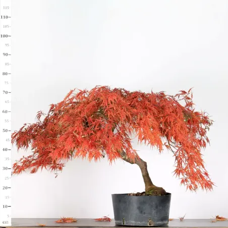 image supplémentaire - ACER DISSECTUM "RED GARNET"...