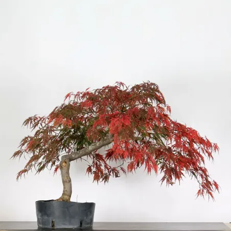 ACER DISSECTUM "RED GARNET" 1-8