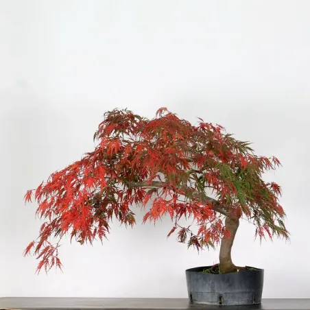 image supplémentaire - ACER DISSECTUM "RED GARNET"...