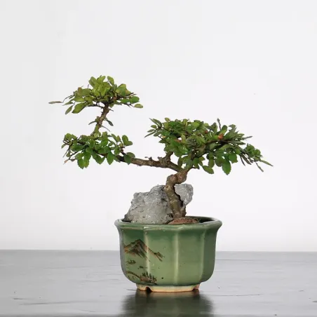 image supplémentaire - Chinese elm "ulmus...