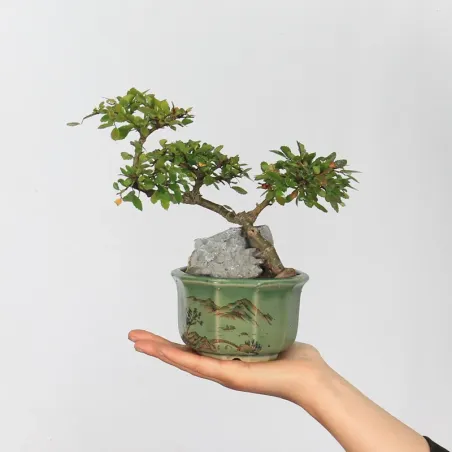 Bonsai Chinese Elm OR-1-1