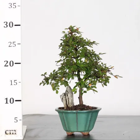 image supplémentaire - CHINESE ELM "Ulmus...
