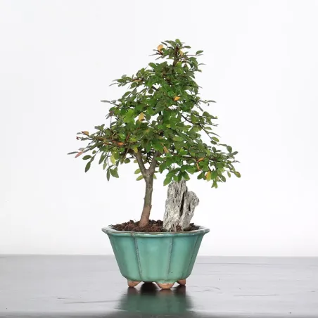 Bonsai Chinese Elm OR-1-2