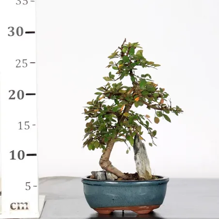 image supplémentaire - Chinese elm "ulmus...