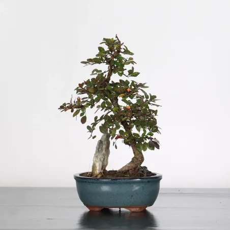 Bonsai Chinese Elm OR-1-3