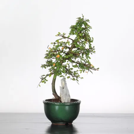 Bonsai Chinese Elm OR-1-5