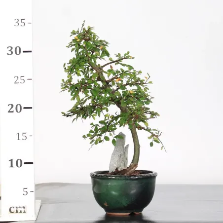 image supplémentaire - CHINESE ELM "Ulmus...