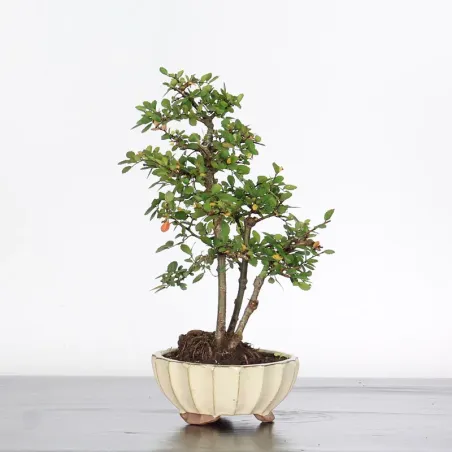 Chinese elm "ulmus parvifolia" 1-15