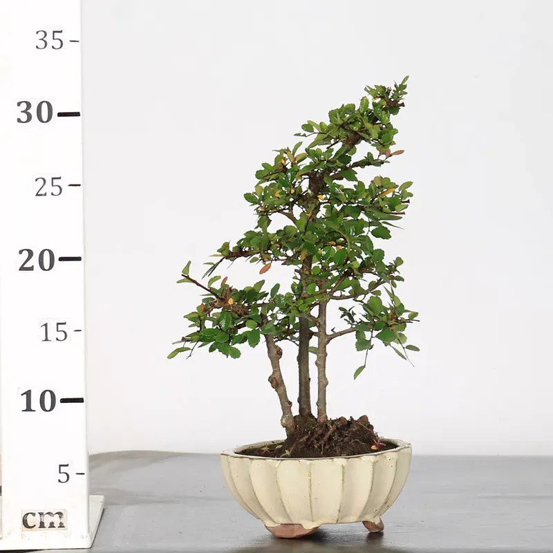 image supplémentaire - ORME DE CHINE "Ulmus...