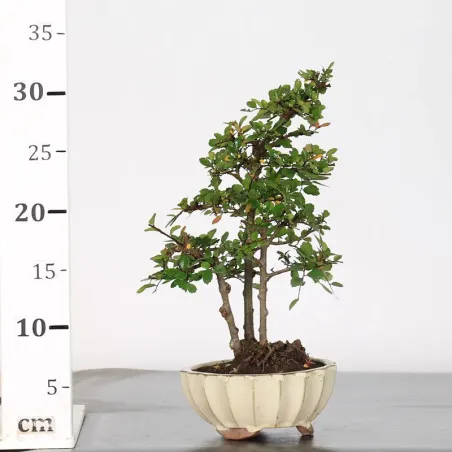 image supplémentaire - Chinese elm "ulmus...