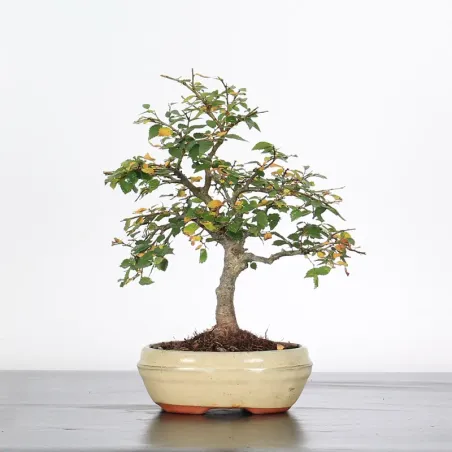 Chinese elm "ulmus parvifolia" 1-16