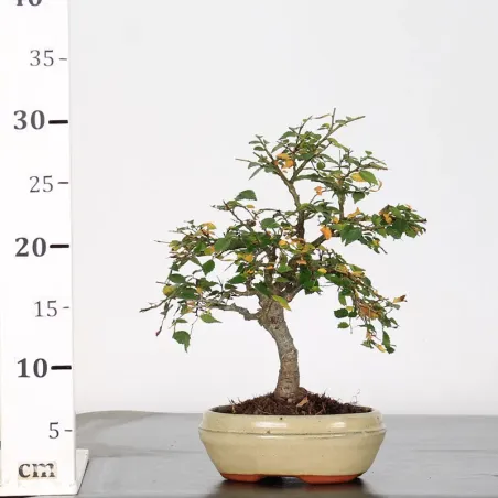 image supplémentaire - Chinese elm "ulmus...