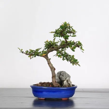 Chinese elm "ulmus parvifolia" 1-19