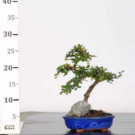 image supplémentaire - Chinese elm "ulmus...