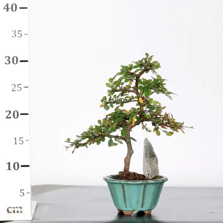 image supplémentaire - Chinese elm "ulmus...