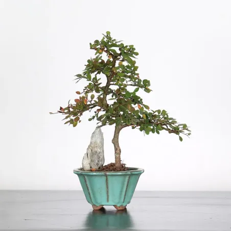 Chinese elm "ulmus parvifolia" 1-20