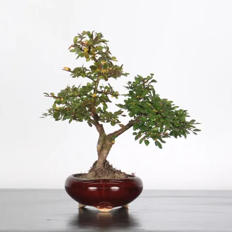 Bonsai Chinese Elm OR-3-7