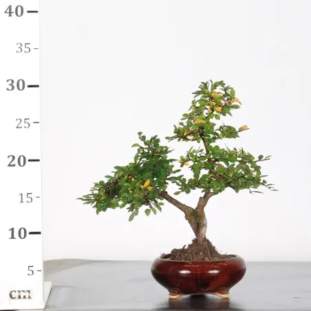 image supplémentaire - CHINESE ELM "Ulmus...