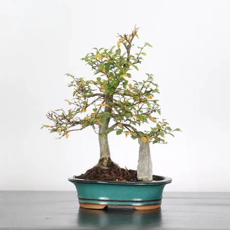 Bonsai Orme de Chine OR-4-2