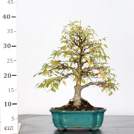 image supplémentaire - Orme de Sibérie "Ulmus...