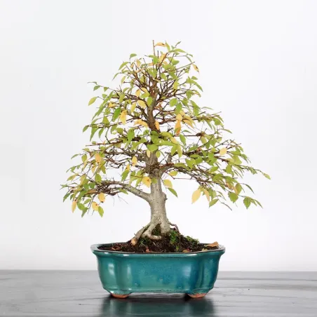 Bonsai Orme de Chine OR-4-8
