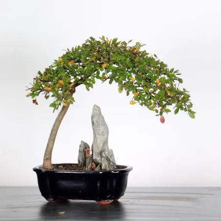 Chinese elm "ulmus parvifolia" 4-9