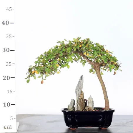 image supplémentaire - Chinese elm "ulmus...