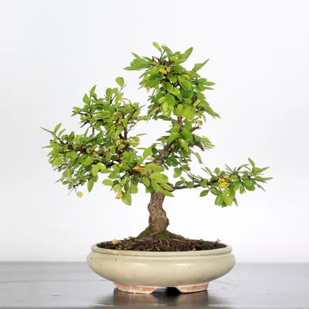 Siberian elm "Ulmus pumila" 4-10
