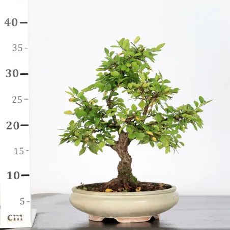 image supplémentaire - Siberian elm "Ulmus pumila"...
