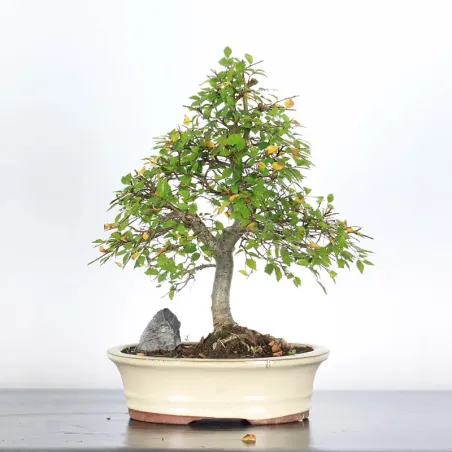 Siberian elm "Ulmus pumila" 4-11