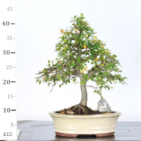 image supplémentaire - Siberian elm "Ulmus pumila"...