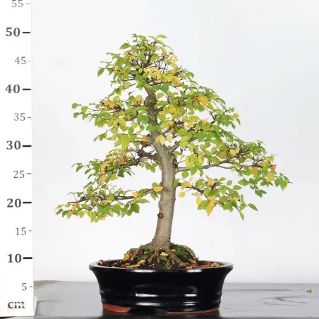 image supplémentaire - Siberian elm "Ulmus pumila"...