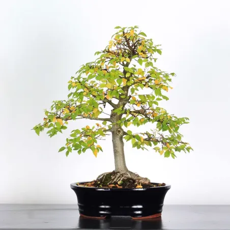 Siberian elm "Ulmus pumila" 4-12