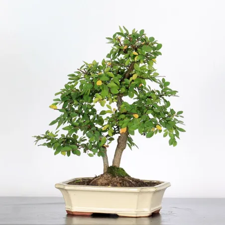 image supplémentaire - Siberian elm "Ulmus pumila"...