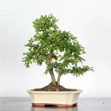 Siberian elm "Ulmus pumila" 4-13