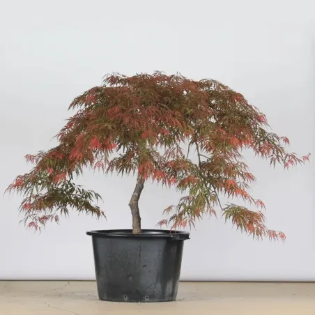 ACER DISSECTUM GARNET 1-10