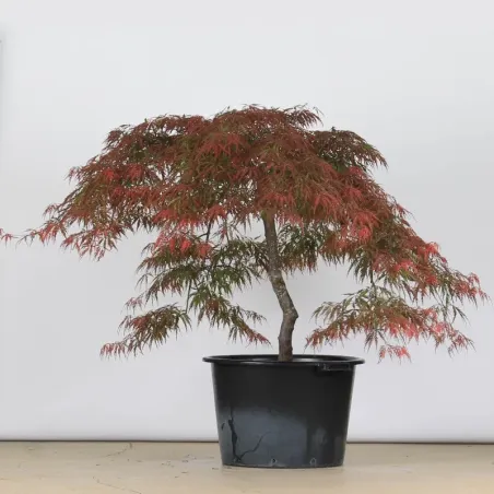 image supplémentaire - ACER DISSECTUM GARNET 1-10